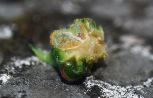 Sacciphantes abietis
